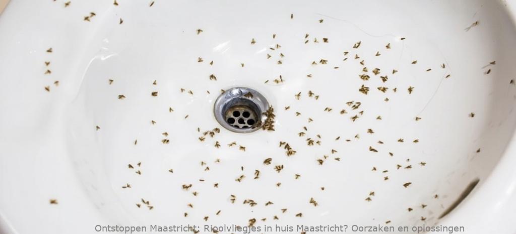 Rioolvliegjes in huis Maastricht? Oorzaken en oplossingen